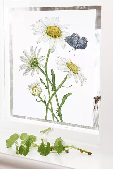 Emma Sjodin: Windowshade(39 x 43cm) Daisies