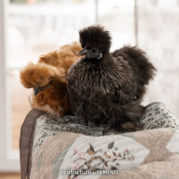 Acufactum Book: Beloved Home