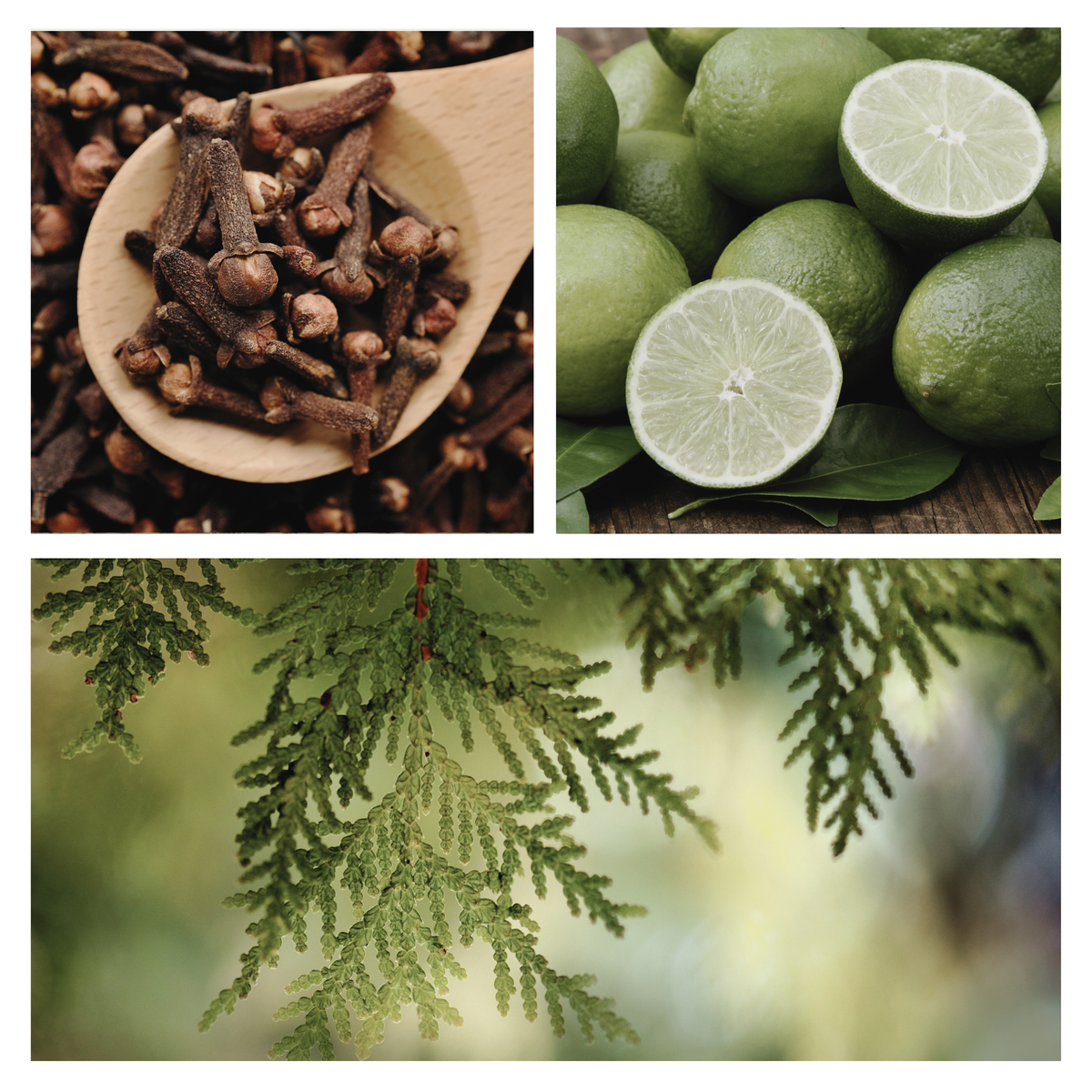 Be Northern Simmer Pot Mix, Natural Wooded Citrus Aroma