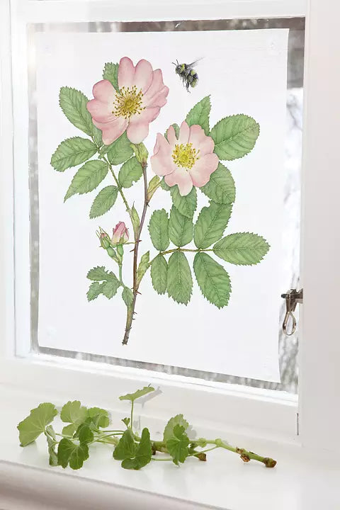 Emma Sjodin: Windowshade(39 x 43cm) Wild Rose