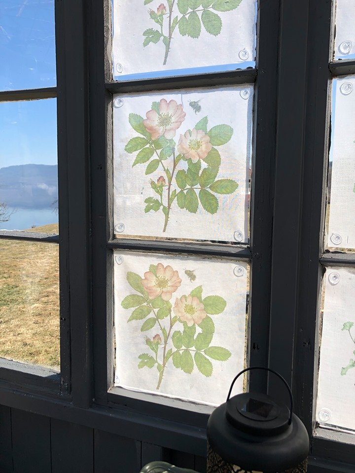 Emma Sjodin: Windowshade (31 x 31cm), Wild Rose