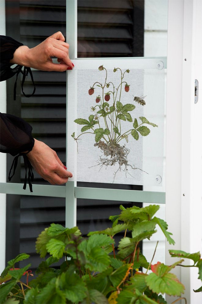 Hand holding a botanical print of strawberries on a window, showcasing nature-inspired decor.